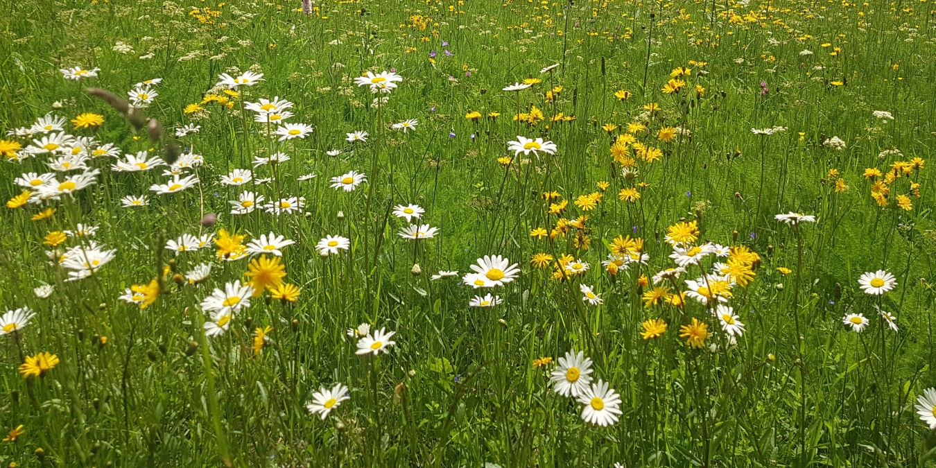 Blühwiese