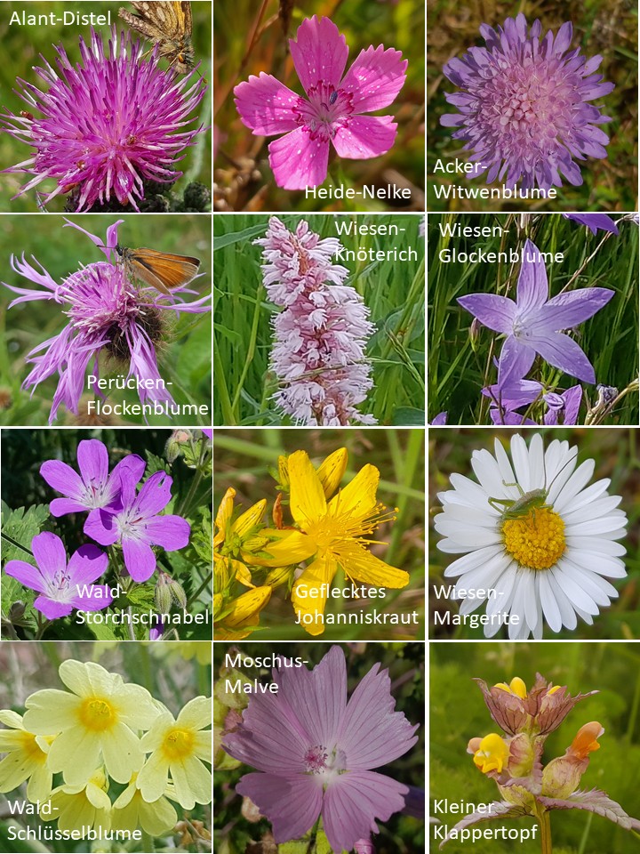 Bergwiesenblüten