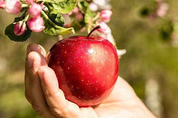 Eine Frau hält einen leckeren Apfel in der Hand.