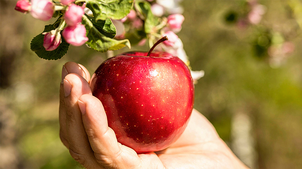 Eine Frau hält einen leckeren Apfel in der Hand.
