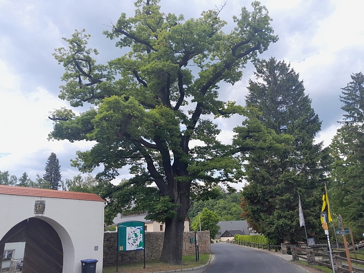 Eiche in Olbernhau