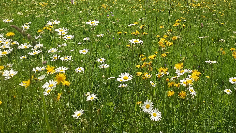 Blühwiese