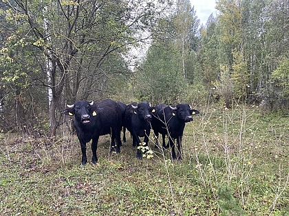 Wasserbüffel Bockwitzer See Wasserbüffel Bockwitzer See