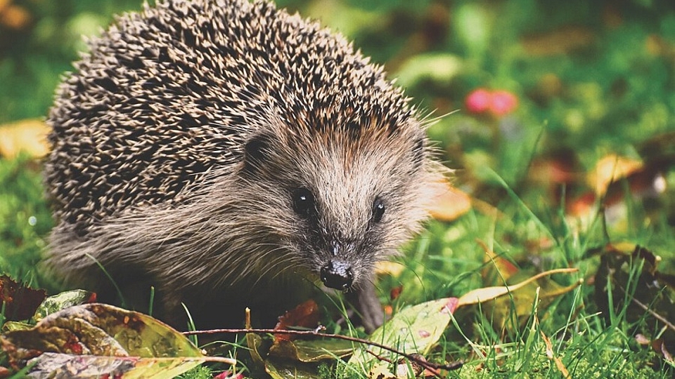 Igel sind immer seltener zu entdecken. Foto: Pixabay
