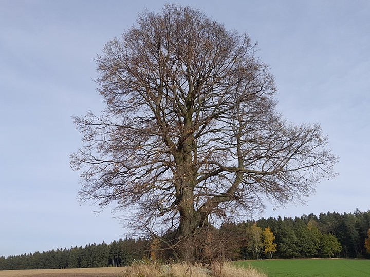 Linde in Großolbersdorf