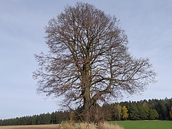 Linde in Großolbersdorf