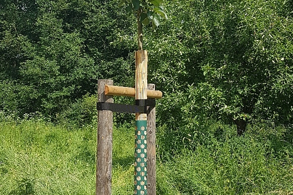 Hauptbild zu Projekt: Pflanzaktion "Obstbaumallee" Dobis