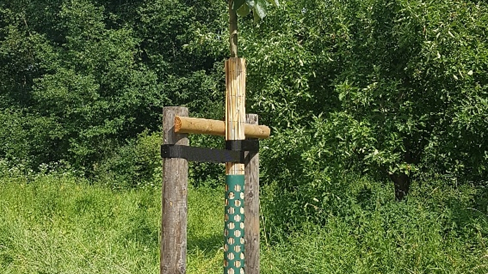 Hauptbild zu Projekt: Pflanzaktion "Obstbaumallee" Dobis