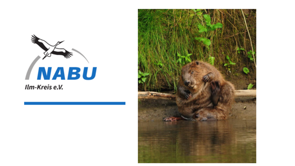 Ausschnitt Flyer Biberwanderung