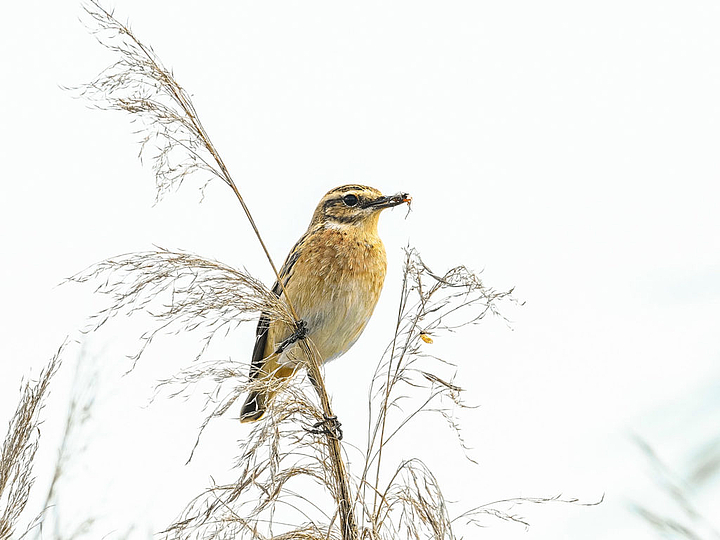 Braunkehlchen