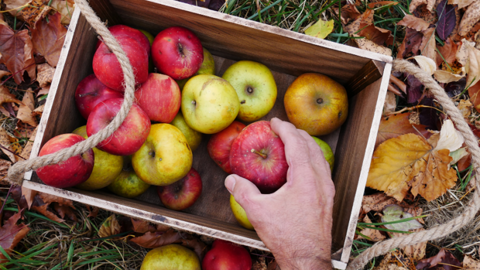 Obststiege mit Äpfeln, Quelle: Canva. 