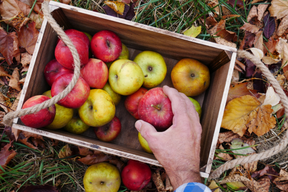 Obststiege mit Äpfeln, Quelle: Canva. 