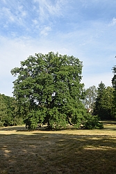 Baum im Schlosspark Wechselburg