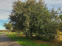 Streuobstwiese Köhra