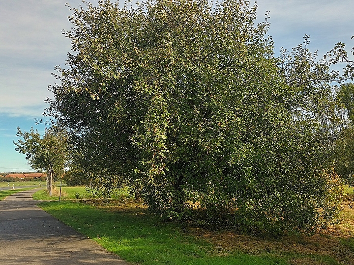 Streuobstwiese Köhra