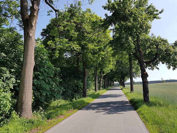 Allee in Rübenau