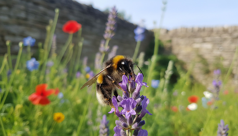 Realistische Fotografie eines Insektes im Garten