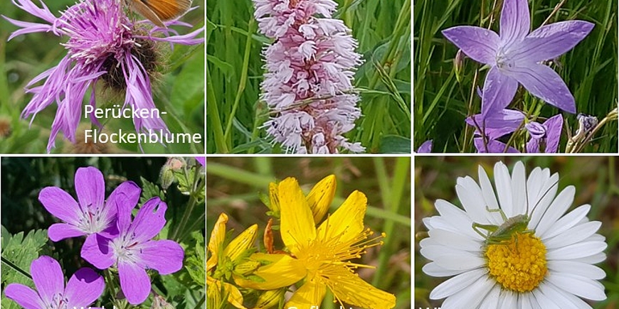 Bergwiesenblüten