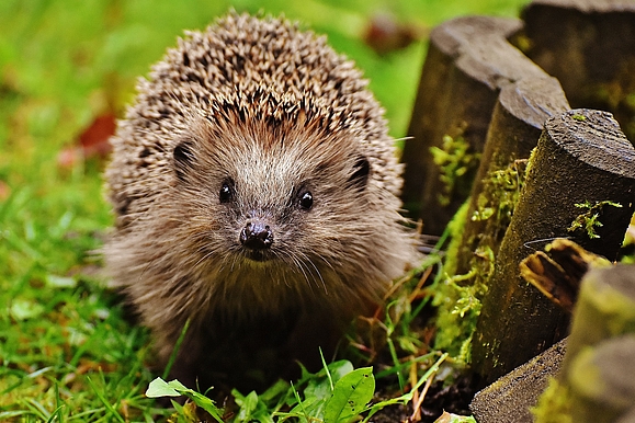 Igel auf der Wiese