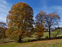 Linde in Rübenau
