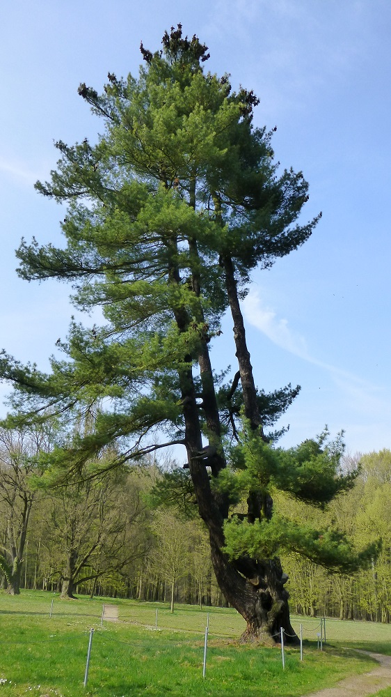 Weymouth-Kiefer im Schlosspark Wechselburg