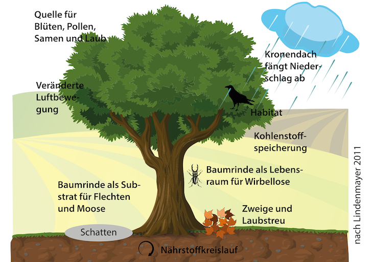 Baumgrafik Baumgrafik