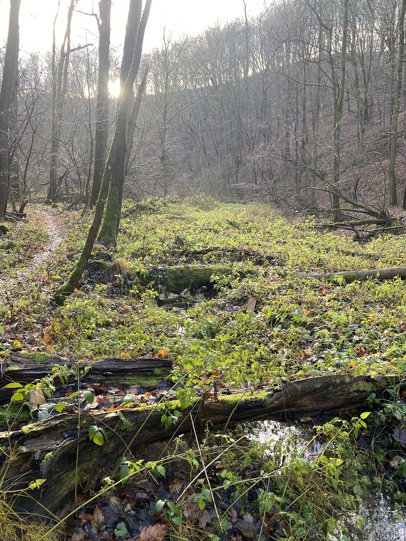 Wanderweg durch Wald
