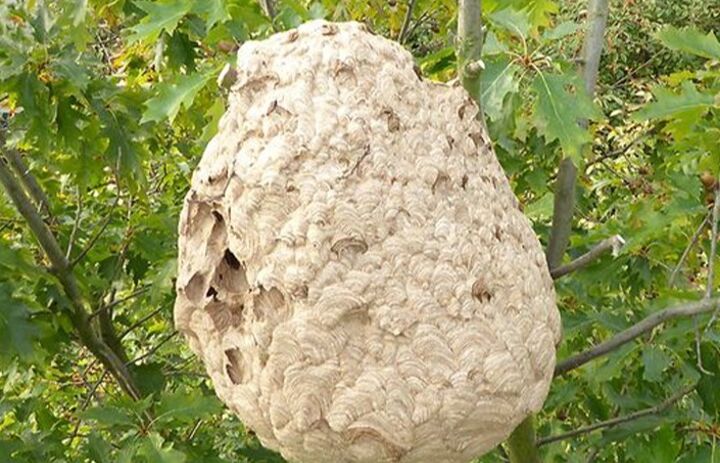 Nest der Asiatischen Hornisse, O. Wieckhorst/K. Schütte