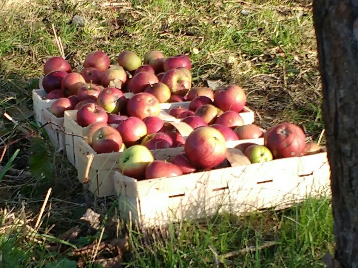 erste Apfelernte