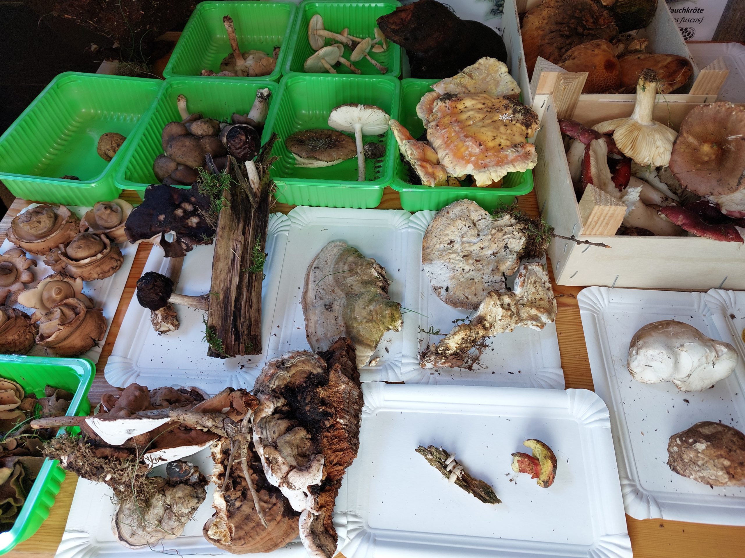 JuNa- Artenforscher*Innen Camp: Die Welt der Pilze