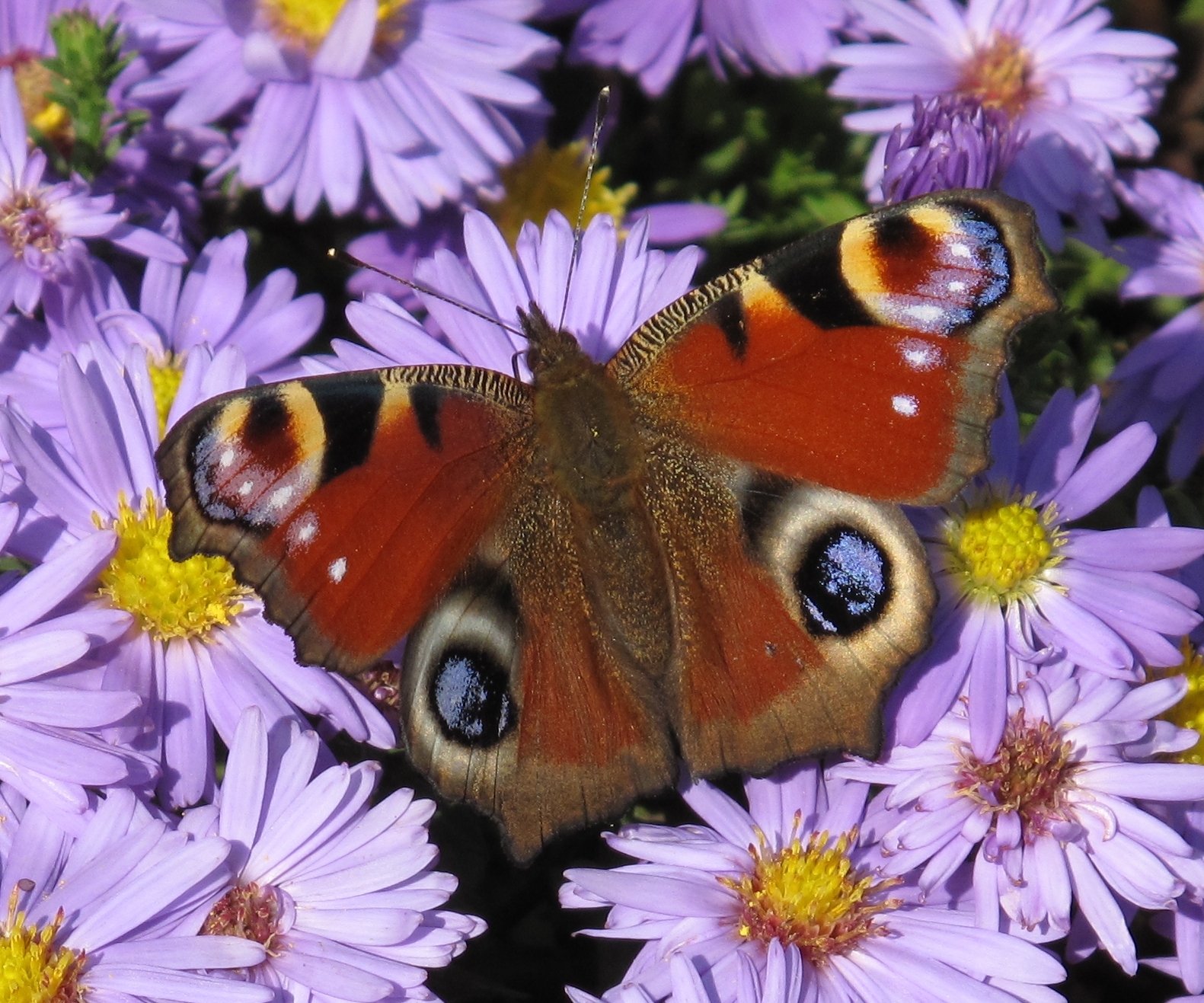 Schmetterlingswiesen-Aktionstag