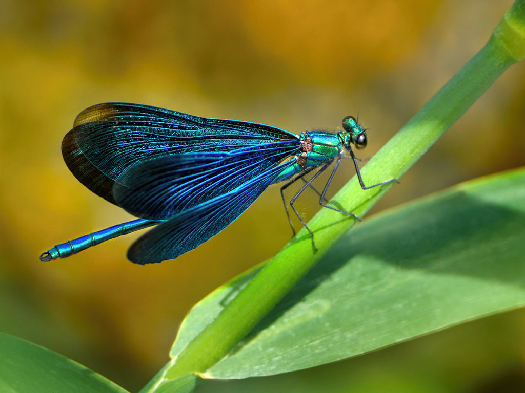 Männliche Blauflügel-Prachtlibelle (Calopteryx virgo) sitzt auf einem grünen Pflanzenstängel.