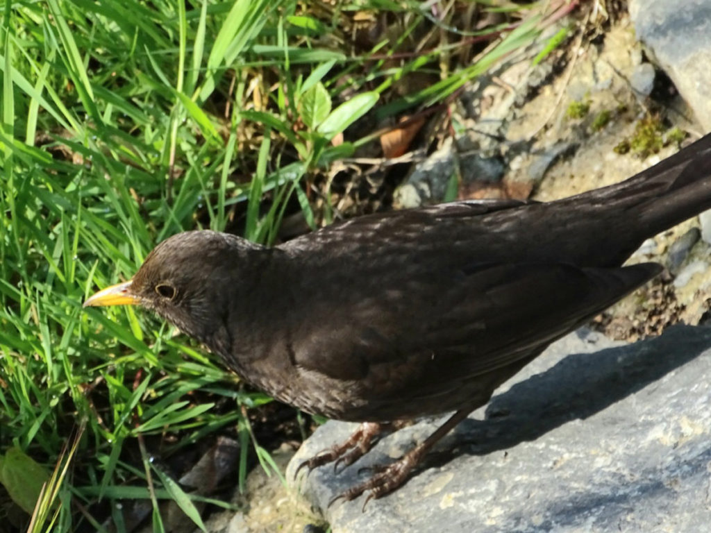 Schwarzer Vogel sitzt auf einem Stein.