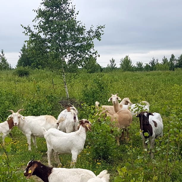 Ziegenwanderung in der Feldflur Bockwitz – unterwegs mit gehörnten Landschaftspflegern