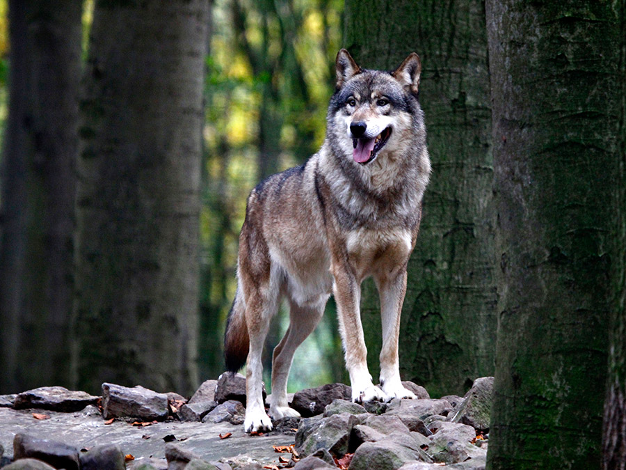 Artenforscher*innen-Camp Wolf: Dem Wolf auf der Spur